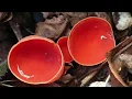 Download Lagu Scarlet Elfcup: Sarcoscypha coccinea