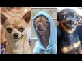 Meme That Made Me Salute The Dog