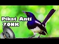 Download Lagu Pikat burung kacer paling ampuh durasi panjang.