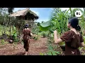 Lagu SLOW LIVING😍 ALA GADIS DESA DARI KEBUN KE RUMAH BAMBU BUAT SUASANA HATI JADI TENANG