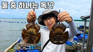 ☆필수시청☆ 살아있는 화석 투구게의 비밀을 알아내버렸습니다.