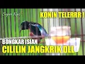 Download Lagu KOLIBRI NINJA GACOR TELER ISIAN CILILIN JANGKRIK. KONIN SUPER KIPS OM PRAS - MATOA RAYA MASTERING