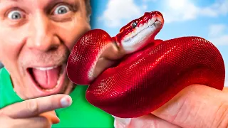 Hatching A Red Ball Python