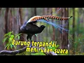 Lagu Burung Pandai Peniru Suara Sirine,Camera,Tembak,Mainan dll | Amazing Song Lyre bird