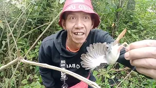 seru mikat burung yg mudah turun hanya modal pulut dan suara mp3