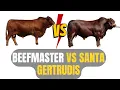SANTA GERTRUDIS or BEEFMASTER Which is BETTER for your ranch