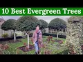10 Best Evergreen Trees for year round structure