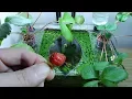 Download Lagu Ep.10 Strawberry Betta Tank (It Smells So Good) No filter, No CO2, NO ferts Nano Tank