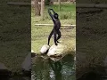Download Lagu And Stretch... Colombian Black Spider Monkey at Fota Wildlife Park