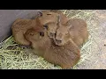 Download Lagu Capibara schat! Overbelasting van schattigheid! 😍 Izu Dierenrijk in Japan