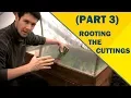 Download Lagu Propagate Plants Like a Pro (Part 3) | Rooting the Cuttings of English Laurel