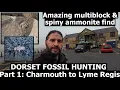 #fossilhunting on the #dorset #jurassiccoast  Part 1 Charmouth to Lyme Regis - Incredible multiblock