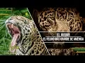 Download Lagu El Jaguar: El Felino más Grande de América - TvAgro por Juan Gonzalo Angel