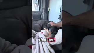 #Fyp #dream #doberman #pets #YouTube