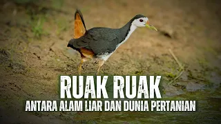 kareo padi burung air tropis dengan adaptasi luar biasa