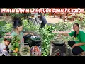 Download Lagu GEMOY PANEN BAYAM LANGSUNG DIBIKIN BOBOR ‼️ mba sus bakar pepes ikan di tungku