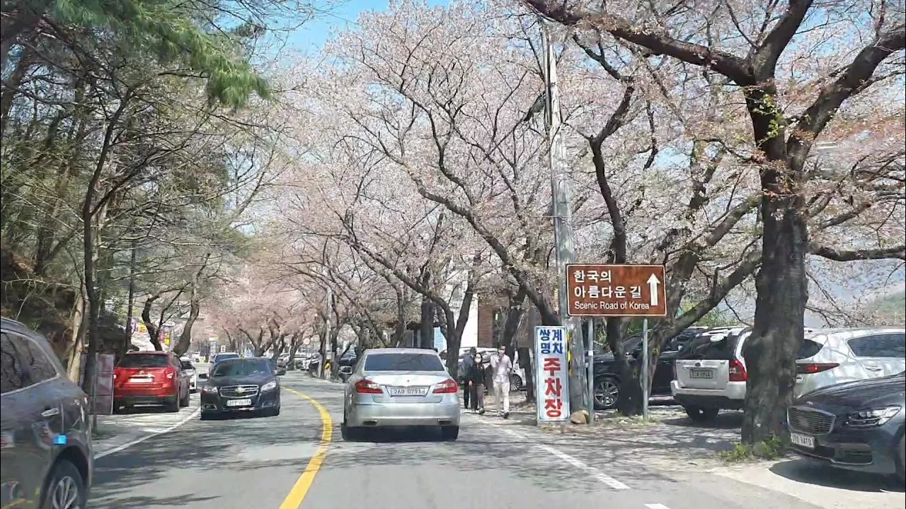 벚꽃잎이 흩날리는 하동십리벚꽃길 화개장터~의신마을 14km 2020.4.4(토) サムネイル