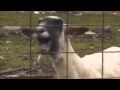 GOAT Taylor Swift - I Knew You Were Trouble feat Goat KOZA 2013