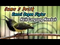 Download Lagu PANCINGAN PENGGACOR SOGON DISITU AGAR CEPAT RESPON NEMBAK‼️HITUNGAN DETIK AUTO NGAMUK GACOR NGKLEPER