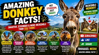 amazing donkey facts that will surprise you 