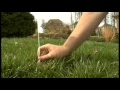 How to Set Up the PetSafe Stay Play Compact Wireless Fence