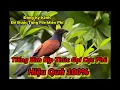 Download Lagu Tiếng Bìm Bịp Mồi Thúc Gọi Liên Tục Hiệu Quả 100%