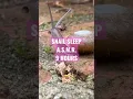 Snail Sleep | 9 Hours | Light Rain | ASMR