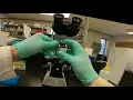 Counting BHK Cells using a Hemocytometer