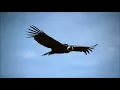Download Lagu El Condor Pasa Ringtone 2 | Ringtones for Android | Instrumental Ringtones