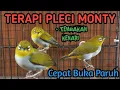 Lagu Terapi PENGGACOR Pleci Monty / Montanus Paling Ampuh Cepat Buka Paruh || Terapi Pleci Monty Ombyokan