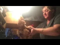 Giving a Tylan 50 injection to a chicken