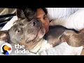 Download Lagu Woman Realizes She's Been Wrong About Pit Bulls Her Whole Life | The Dodo