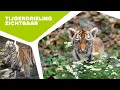 Lagu 🐅 TIJGERJONGEN ONTDEKKEN HET BUITENVERBLIJF | Amoertijgerdrieling in Ouwehands Dierenpark