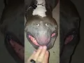 Download Lagu Wild and 😲Crazy New Dog Breed! #shorts