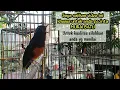 Murai batu DOLAR full isian MEWAH