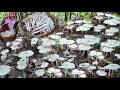 Download Lagu เต็มๆแทบกรี๊ด😱😱เห็ดปลวกขาว🍄🍄หมู่ใหญ่หมู่เดียวเต็มกะต่าหมานสุดๆ