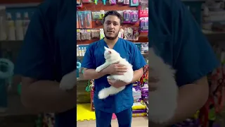 نصائح مهمه لو اول مرة تربي قطط 