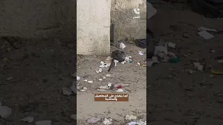 يهاجم الطيور ويحتل أعشاشها   طائر غريب يهدد البيئة تعر فوا عليه دندنها
