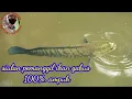Download Lagu siulan ikan gabus ampuh