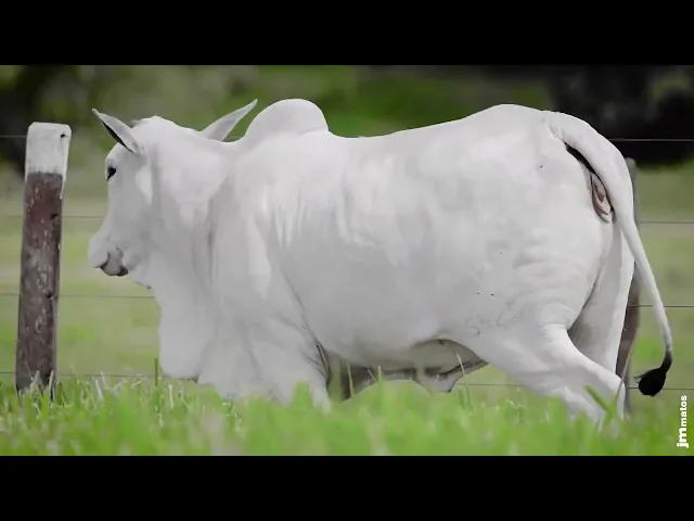 Novilha Nelore AFOM - 5426