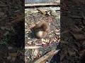 Download Lagu Ketika bebek kecil sedang berjemur di sinar matahari pagi yang cerah #short #shorts #youtube #eric