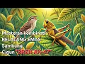 Download Lagu Masteran Belalang Emas Sambung Burung Cigun Ngbren Panjang Jeda 1 Menit