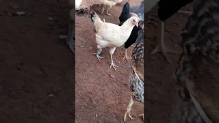 صوت دجاج عندما يرى الأكل                      دندنها