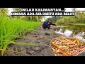 Download Lagu Ribuan Warga Tak Sadar Sungai Dipinggir Jalan Ini Dihuni Oleh Ratusan Belut Monster Kalimantan
