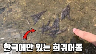 전세계에 오직 한국에만 있다는 희귀한 물고기들을 잔뜩 풀어주고 왔습니다. 잘 살아 남아 줄까요?