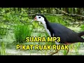 Download Lagu suara pikat ruak ruak asli jernih // pemikat jantan dan betina @PikatBorneo