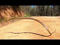 Eastern Brown Snake jumps into the air