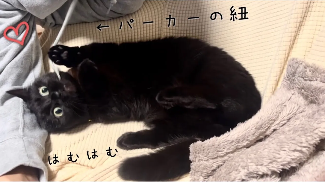 寝転がりながらパーカーの紐で器用に遊ぶ省エネな黒猫