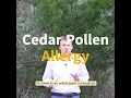 Cedar Pollen Allergy McGovern Allergy Asthma Clinic