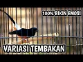 Lagu VARIASI TEMBAKAN MURAI BATU GACOR ISIAN CILILIN KENARI KAPAS TEMBAK LOVEBIRD  - WHITE-RUMPED SHAMA